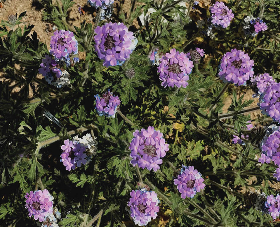 Plant of the Month